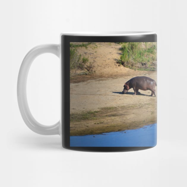 Hippo on Crocodile River by Fitra Design